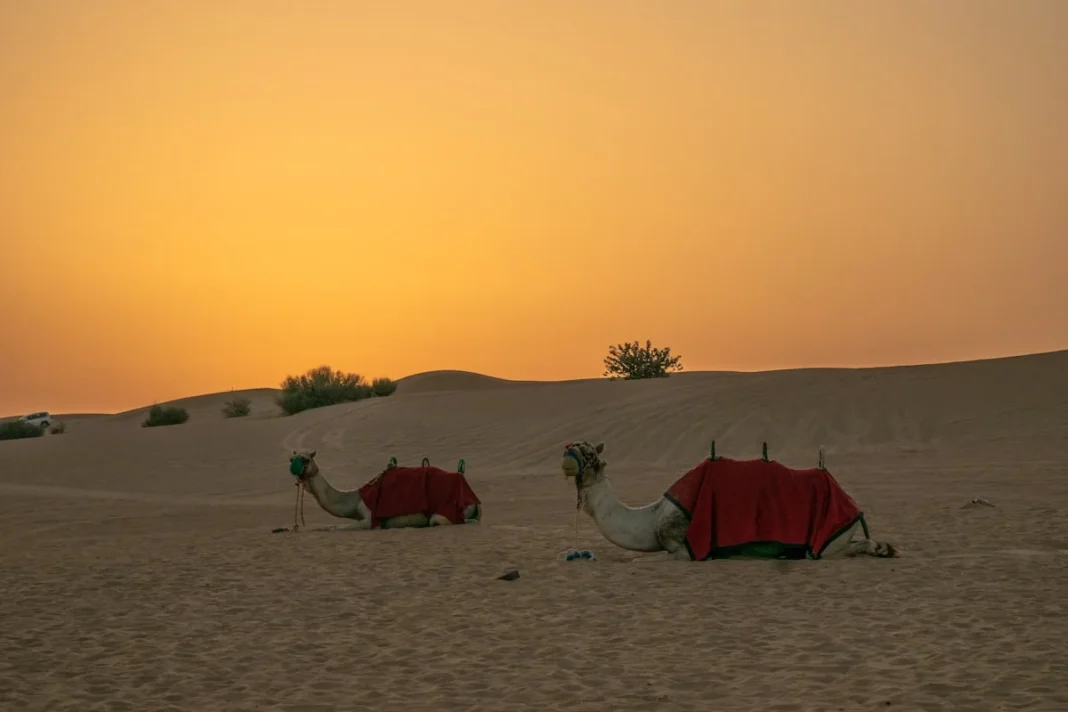affordable desert safari dubai groupon - None